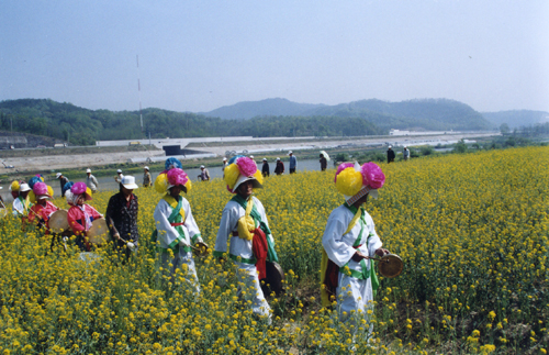 야생화(유채꽃)단지 노곡교 ↔조야동